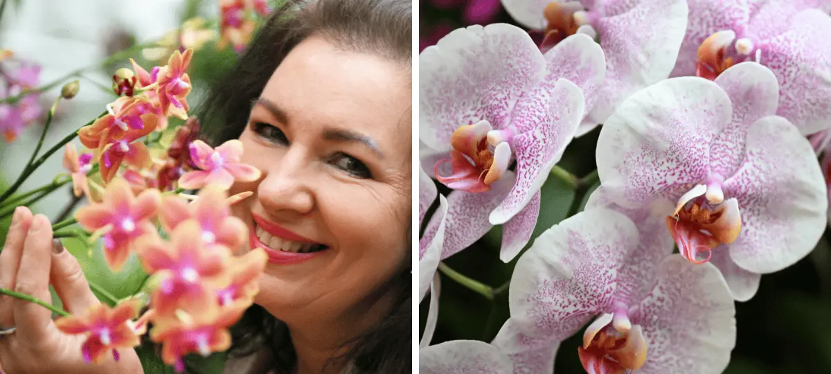 výstava, orchidea, botanická záhrada