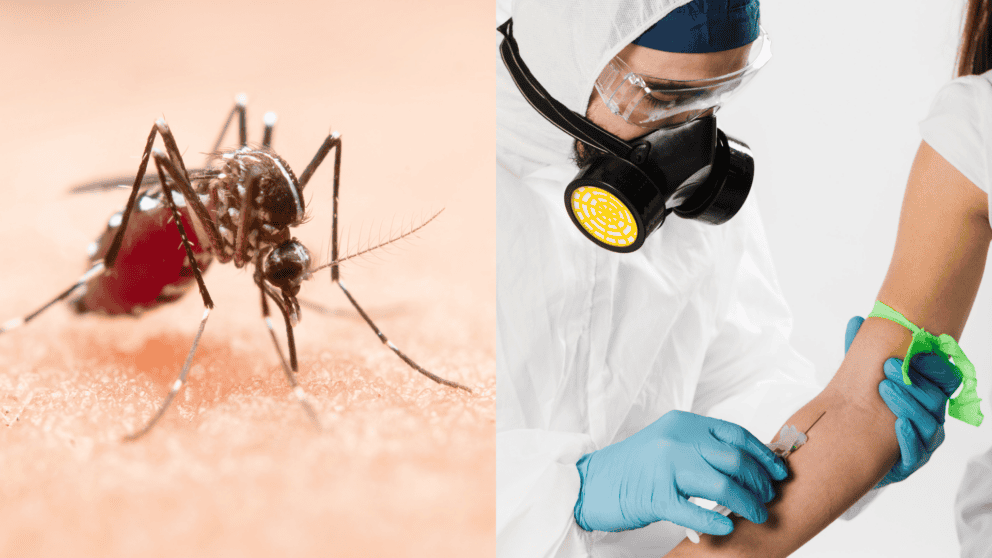 komár, horúčka, choroba, zdravie