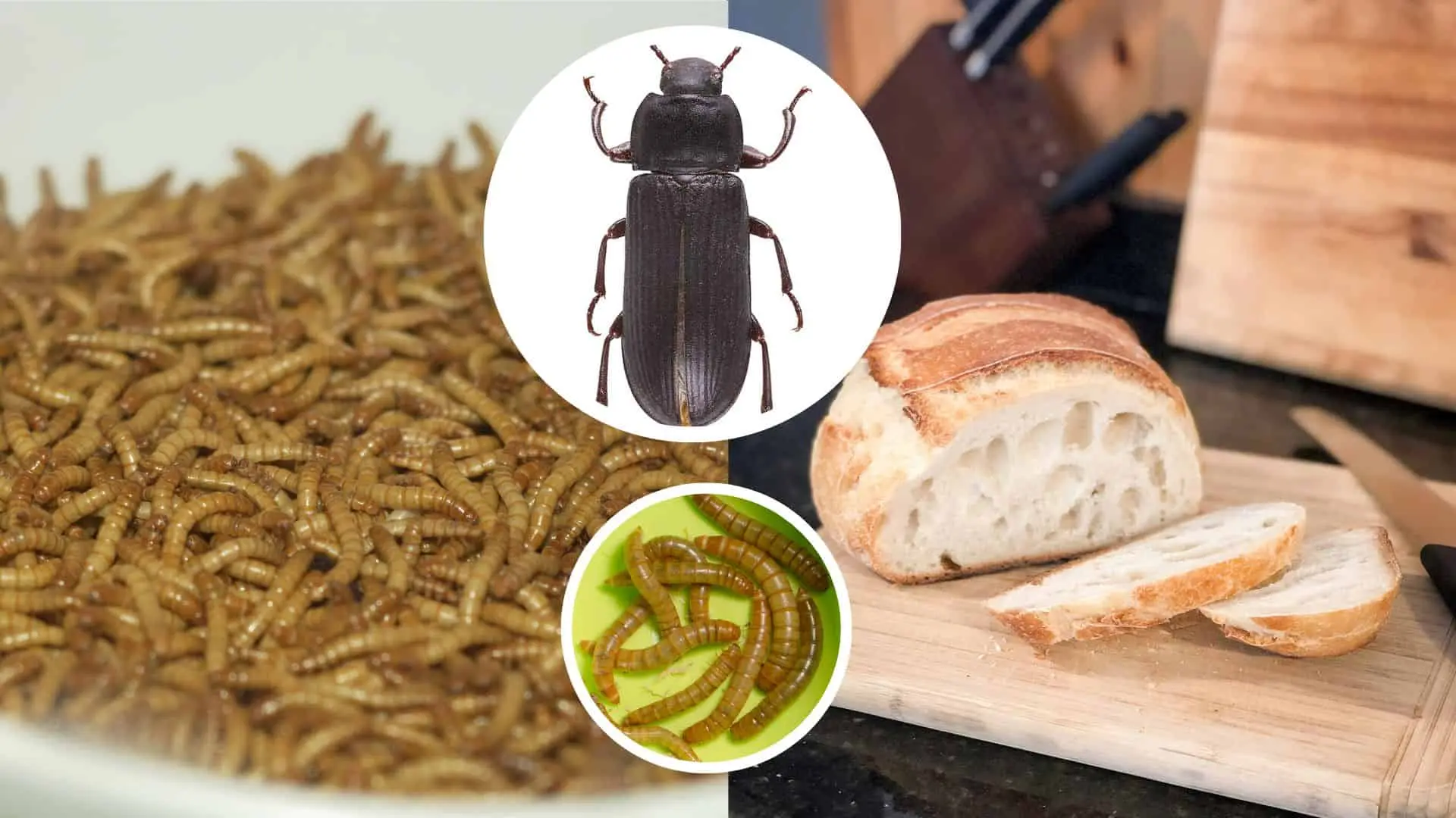 komár, horúčka, choroba, zdravie