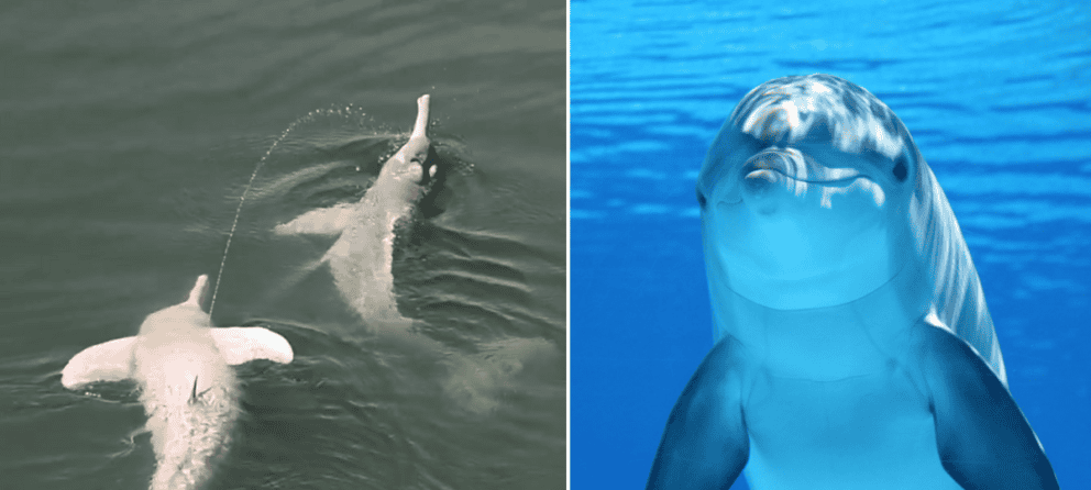 delfín, štúdia, moč