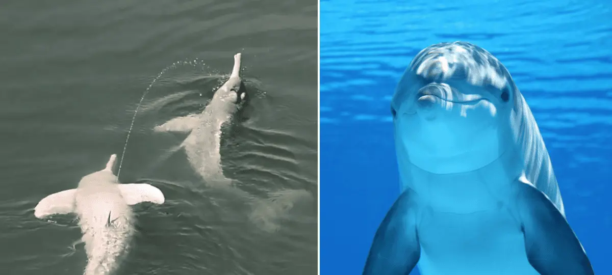 delfín, štúdia, moč