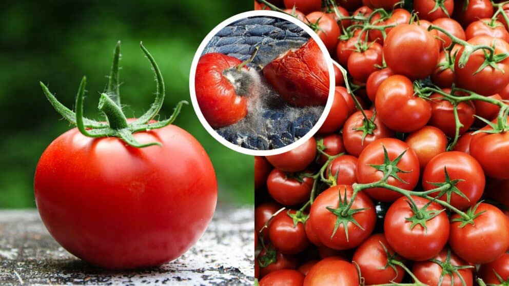 Paradajky je potrebné skladovať hore nohami