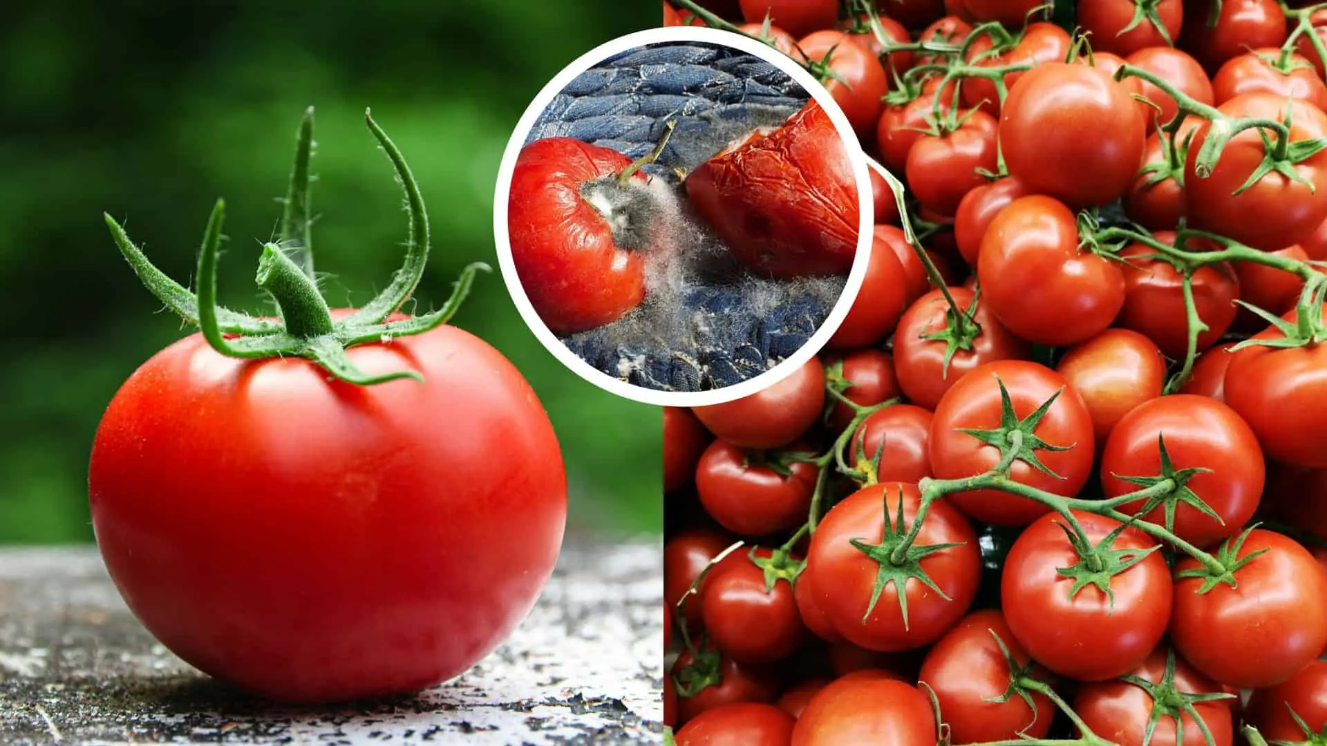 Paradajky je potrebné skladovať hore nohami