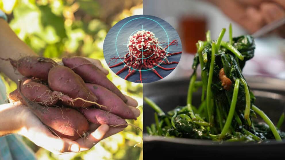 Batát rakovina listy