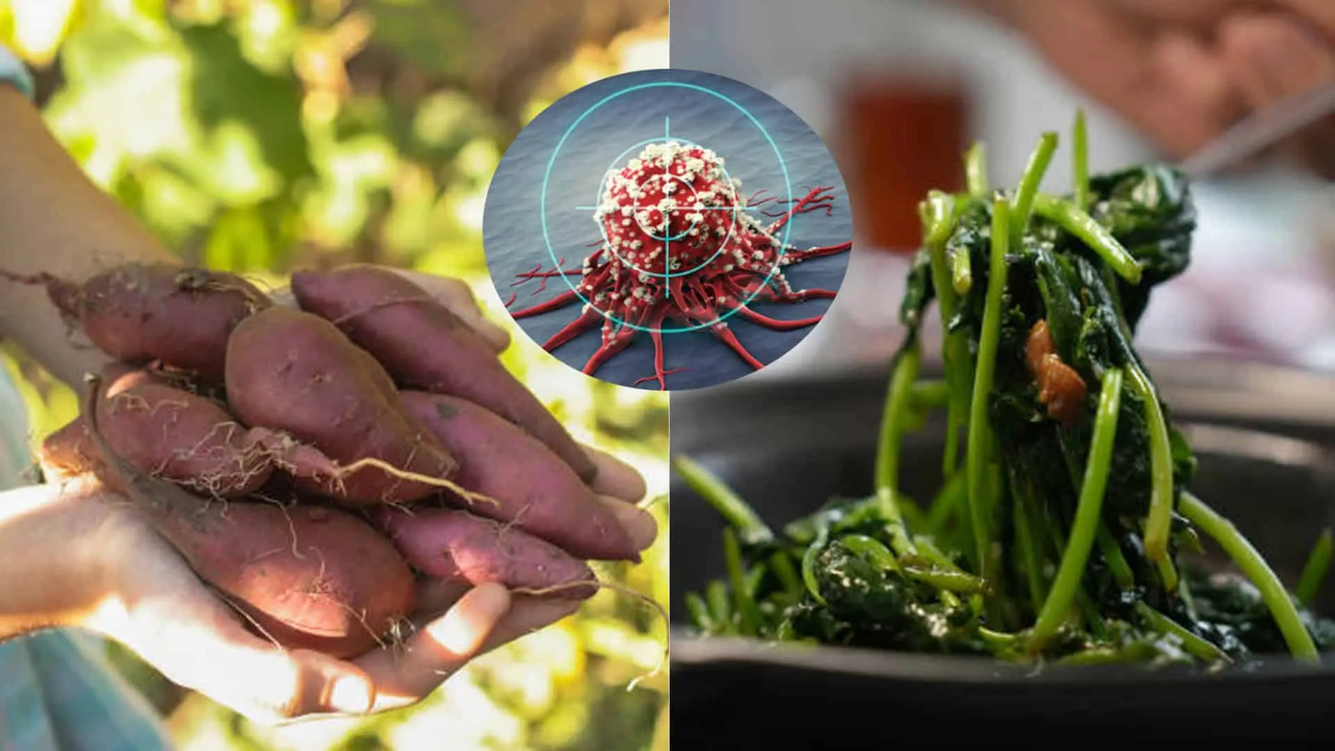 Batát rakovina listy