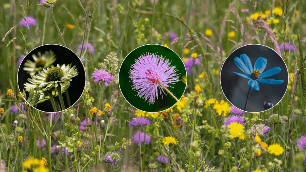 divoke kvety na zahrade