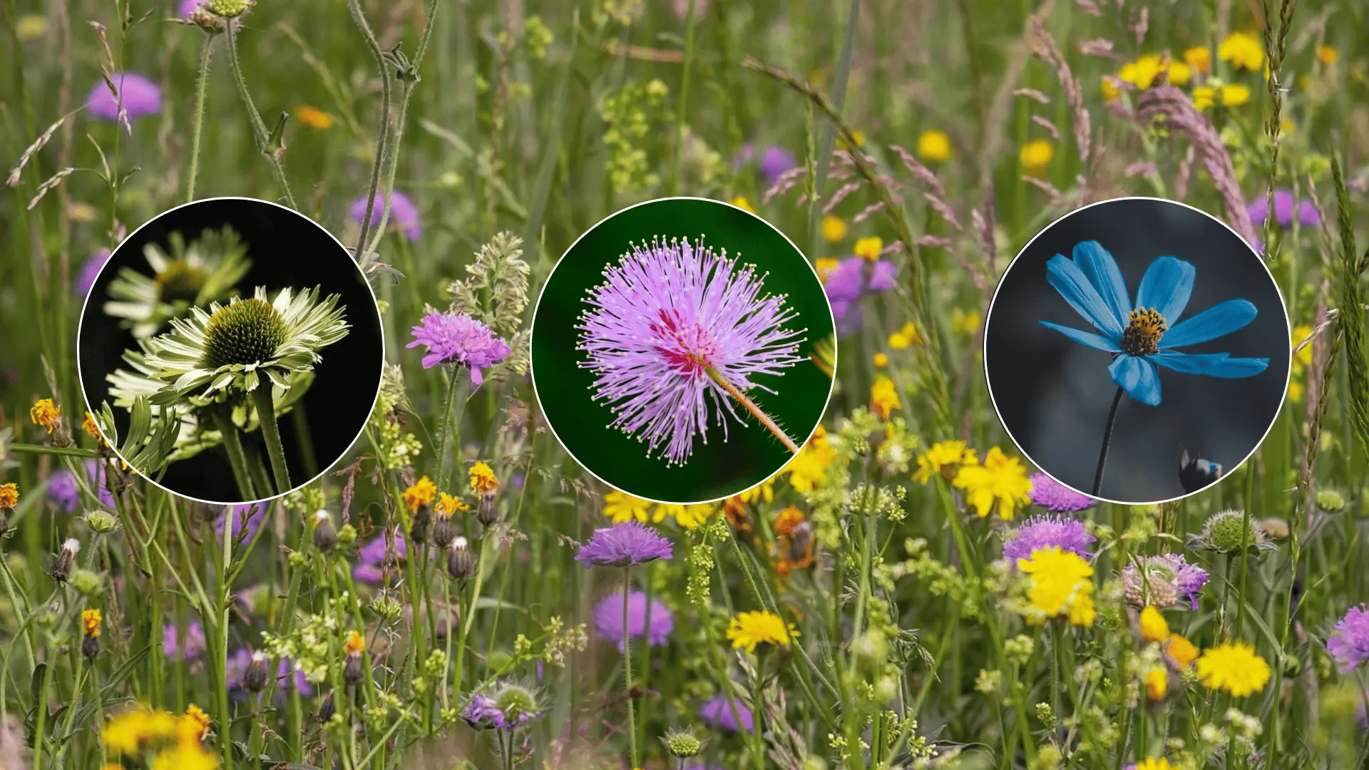 divoke kvety na zahrade