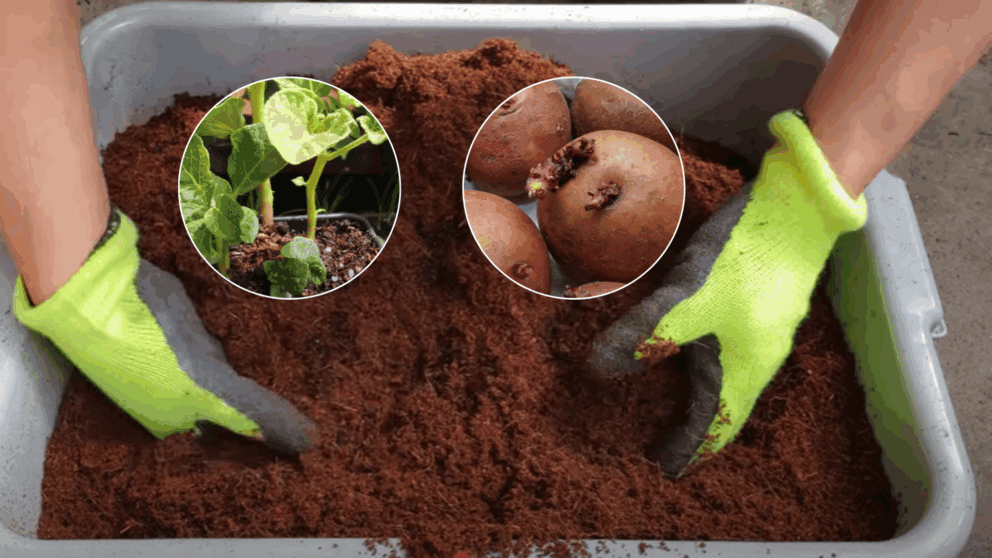 ovocie zelenina v byte