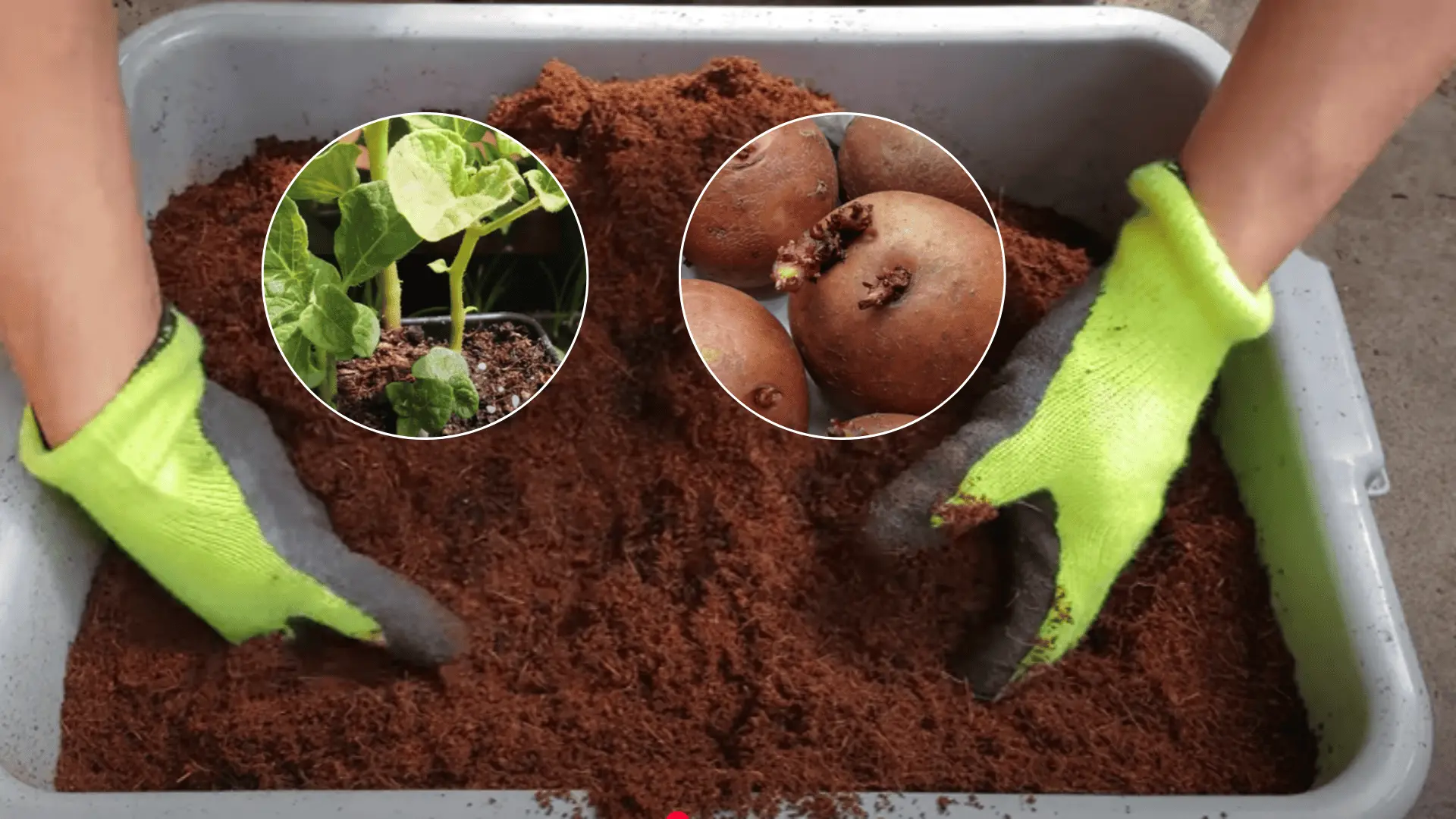 ovocie zelenina v byte