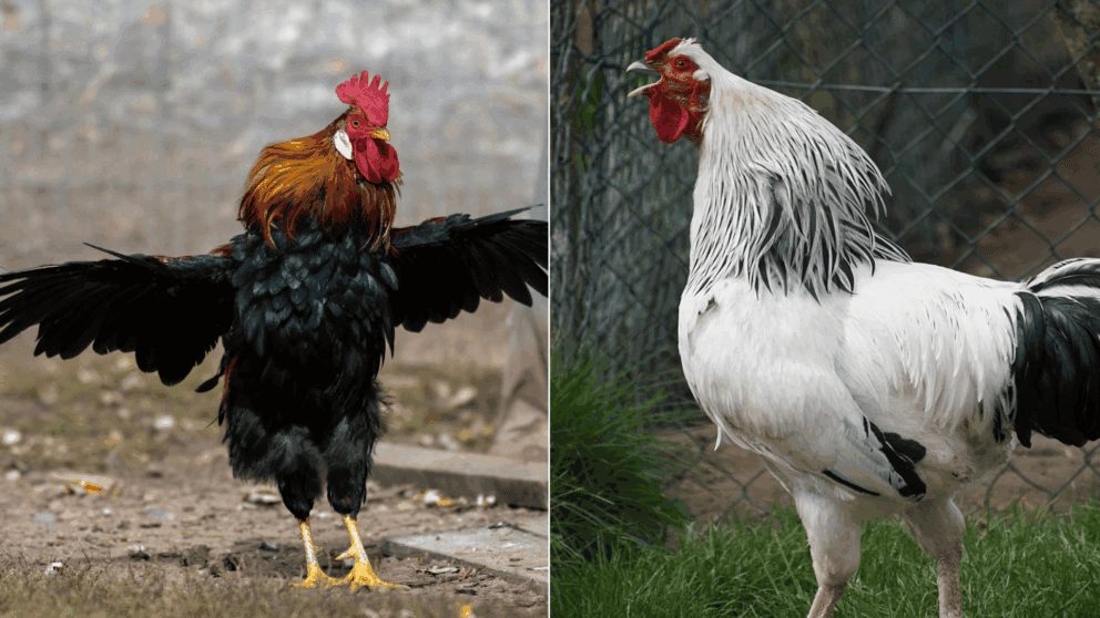 preco kohut kikirika