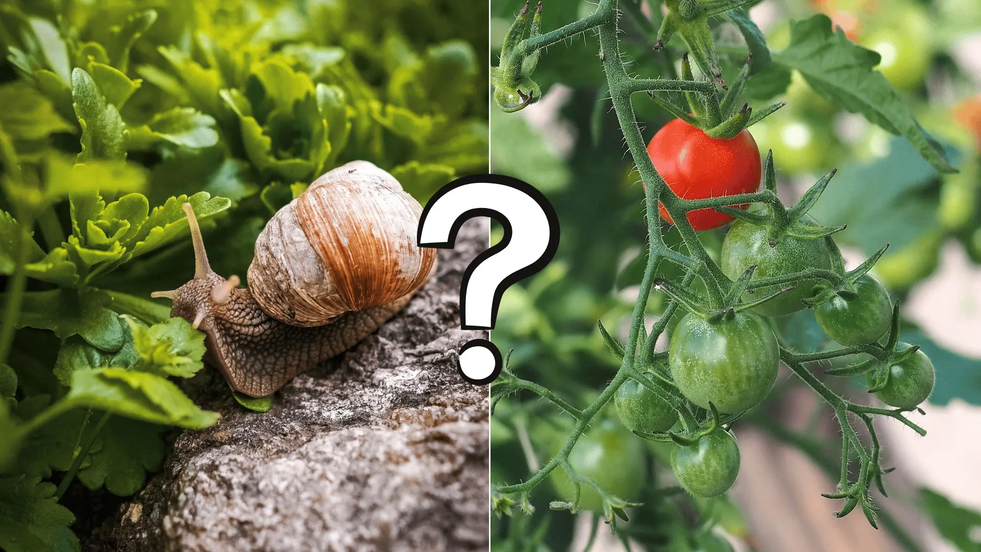 záhradkársky kvíz