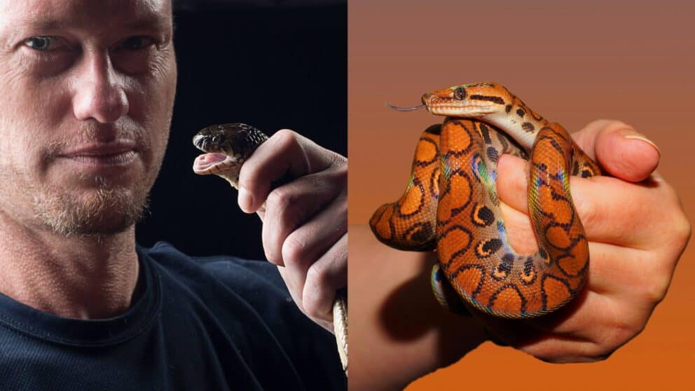 Tim Friede si pichal hadí jed.