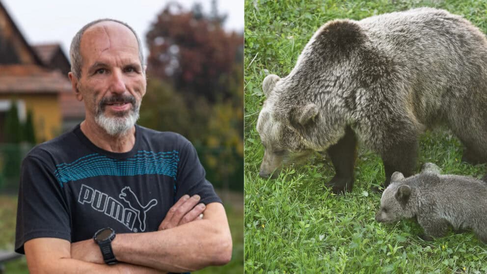 Marián Daubner Lebo medveď