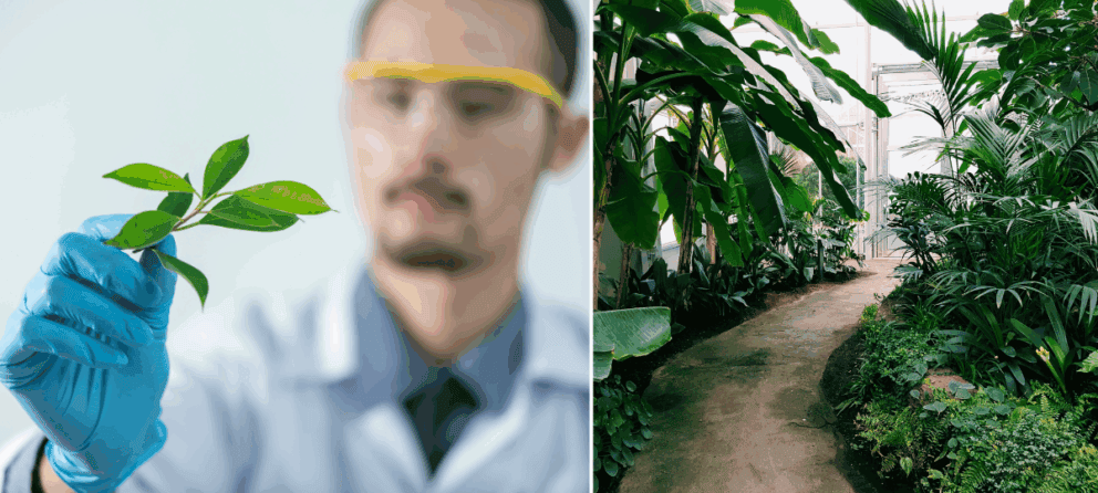 rastliny, vedci, štúdia