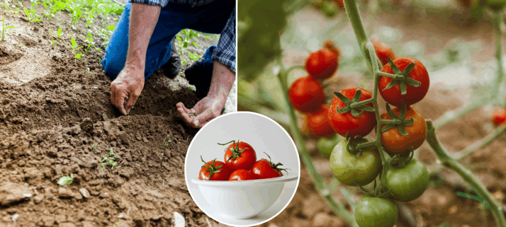 paradajky, rajčiny, pestovanie