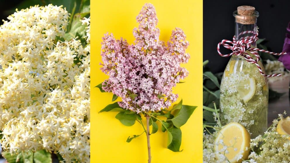 Bazový sirup je obľúbený domáci sirup vyrobený z kvetov bazy čiernej (Sambucus nigra). Má osviežujúcu chuť a využíva sa najčastejšie na prípravu limonád, do čaju alebo ako prírodné sladidlo.