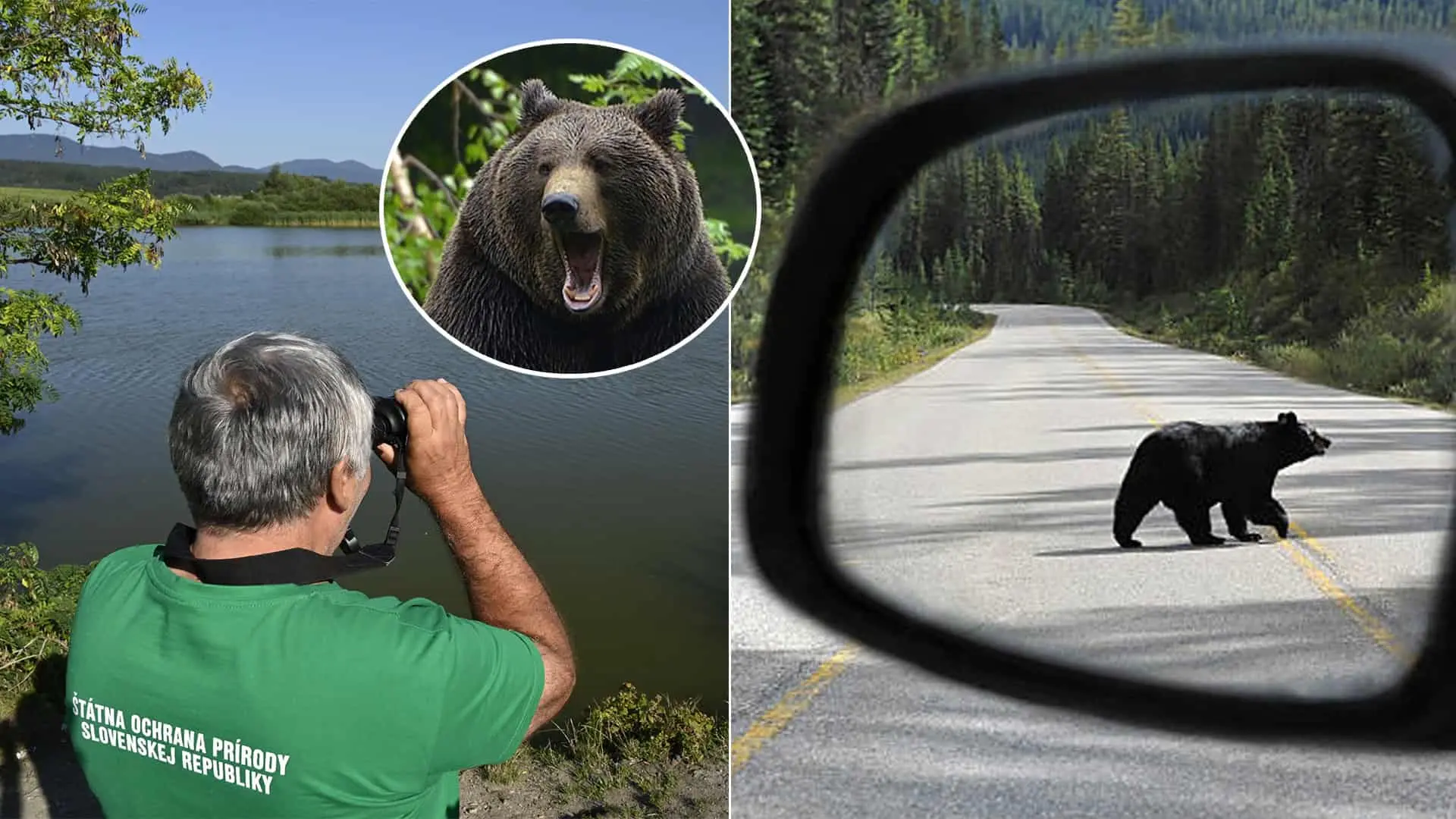 medveď auto pátranie