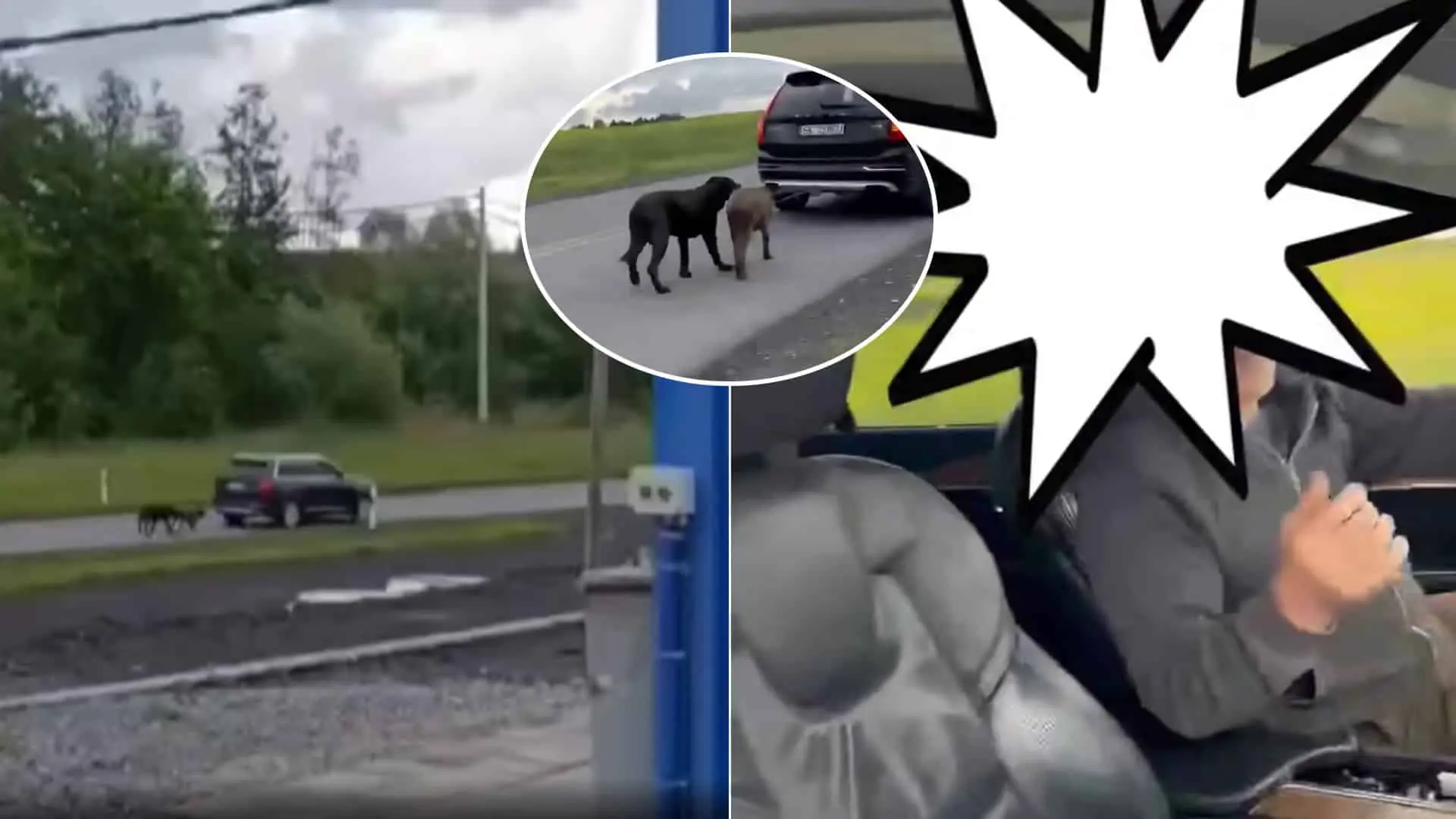 psy lano auto Poľsko