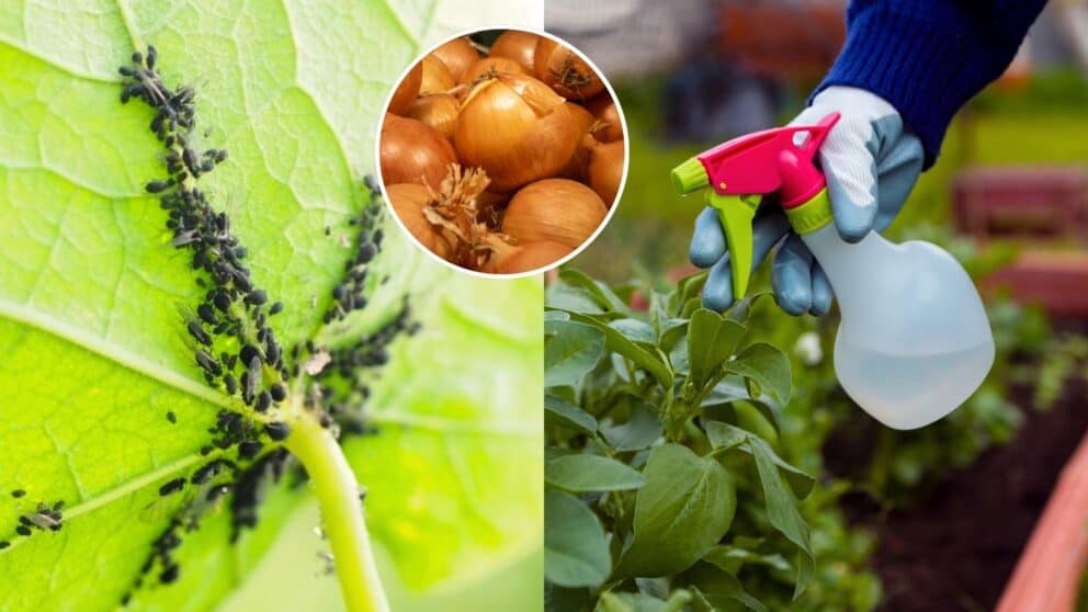 V Maďarsku sa však tradične používa jednoduchý a pritom veľmi efektívny spôsob, ako tieto škodce odstrániť