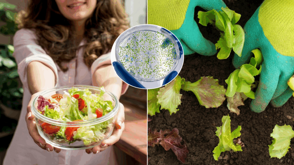 šalát-baktéria-ecoli