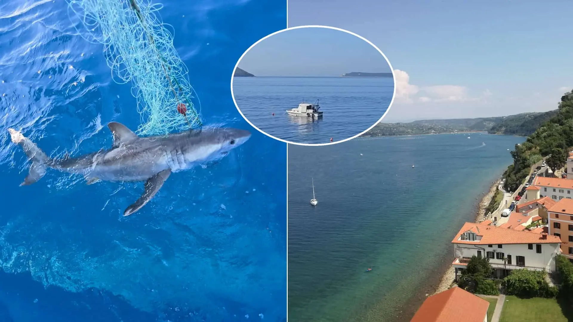 Jadran žralok veľryba