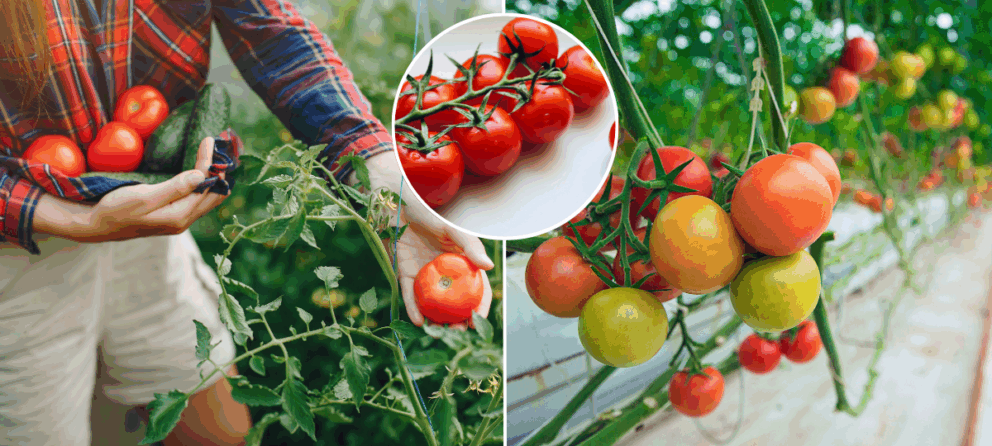 paradajky, rajčiny, pestovanie