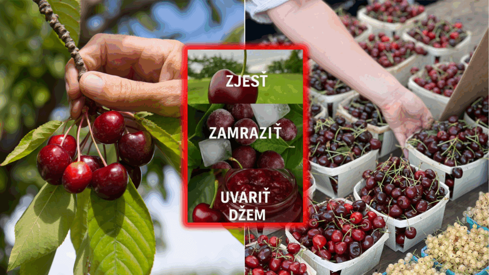 čerešne samozber