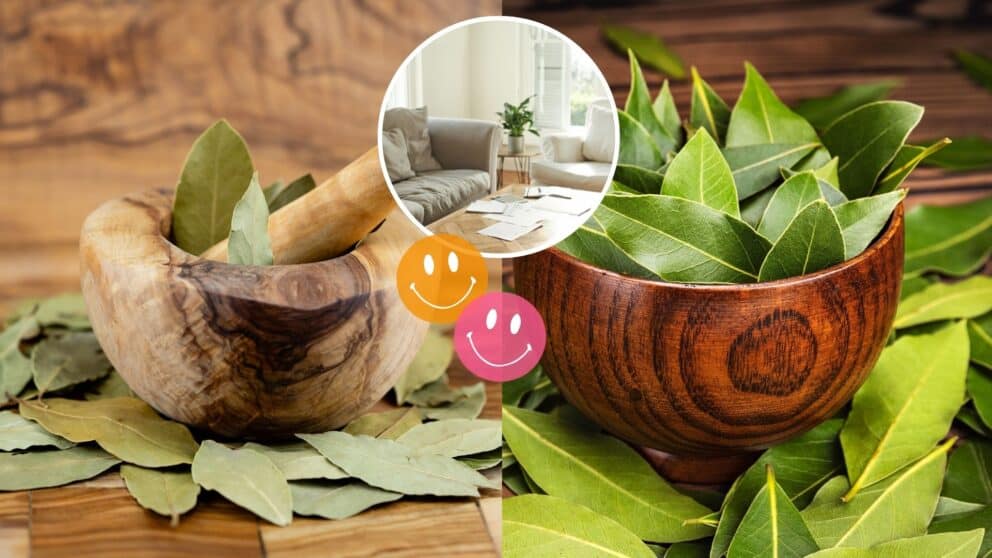 bobkový list, šťastie, domov