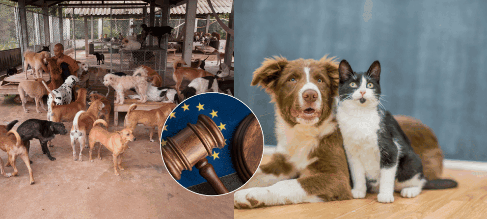 množiareň, zvieratá, pes, mačka, EÚ