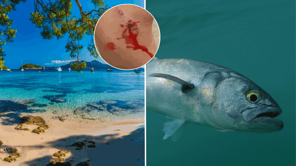 Mallorca, ryba, útok