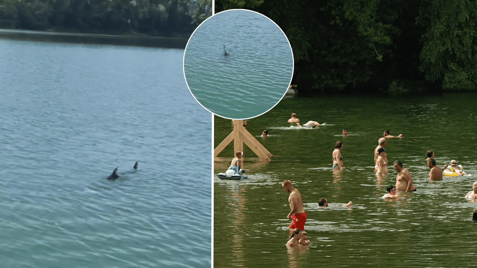 Zelená voda, ryba. záhadná