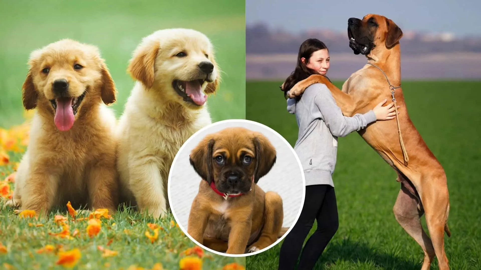 Ktoré znamenia majú so psami najhlbšie puto?