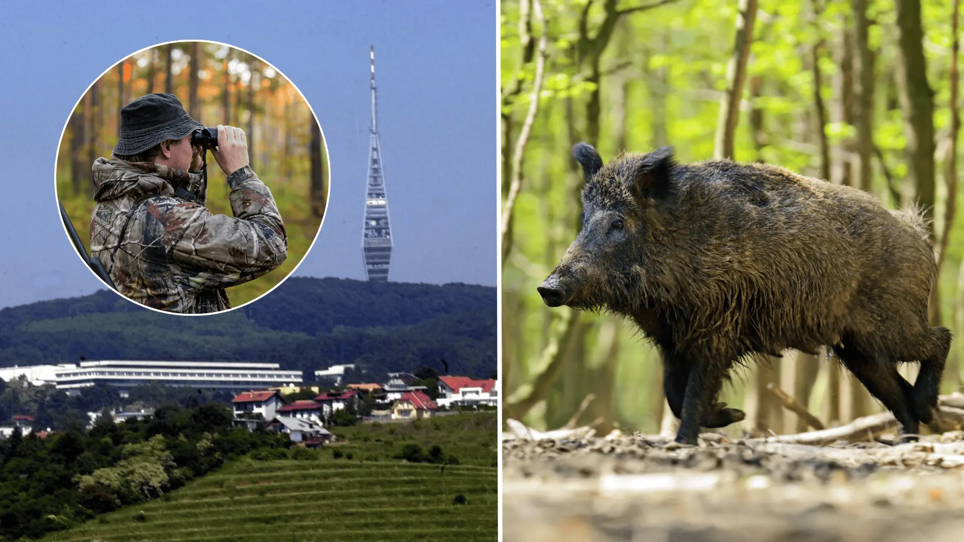 diviaky, Bratislava, Koliba, odlov