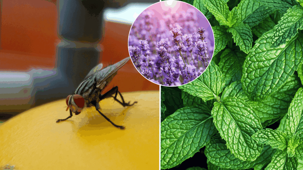 muchy, rady, rastliny