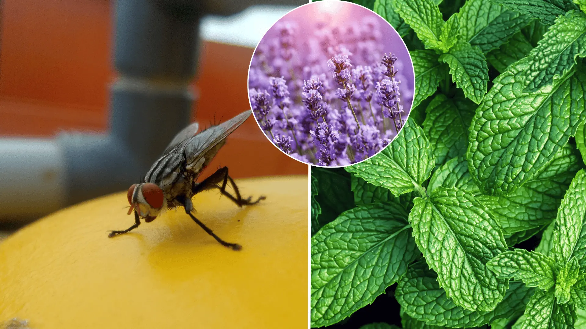 muchy, rady, rastliny