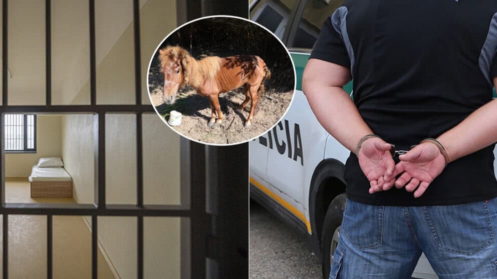 kôň týranie polícia