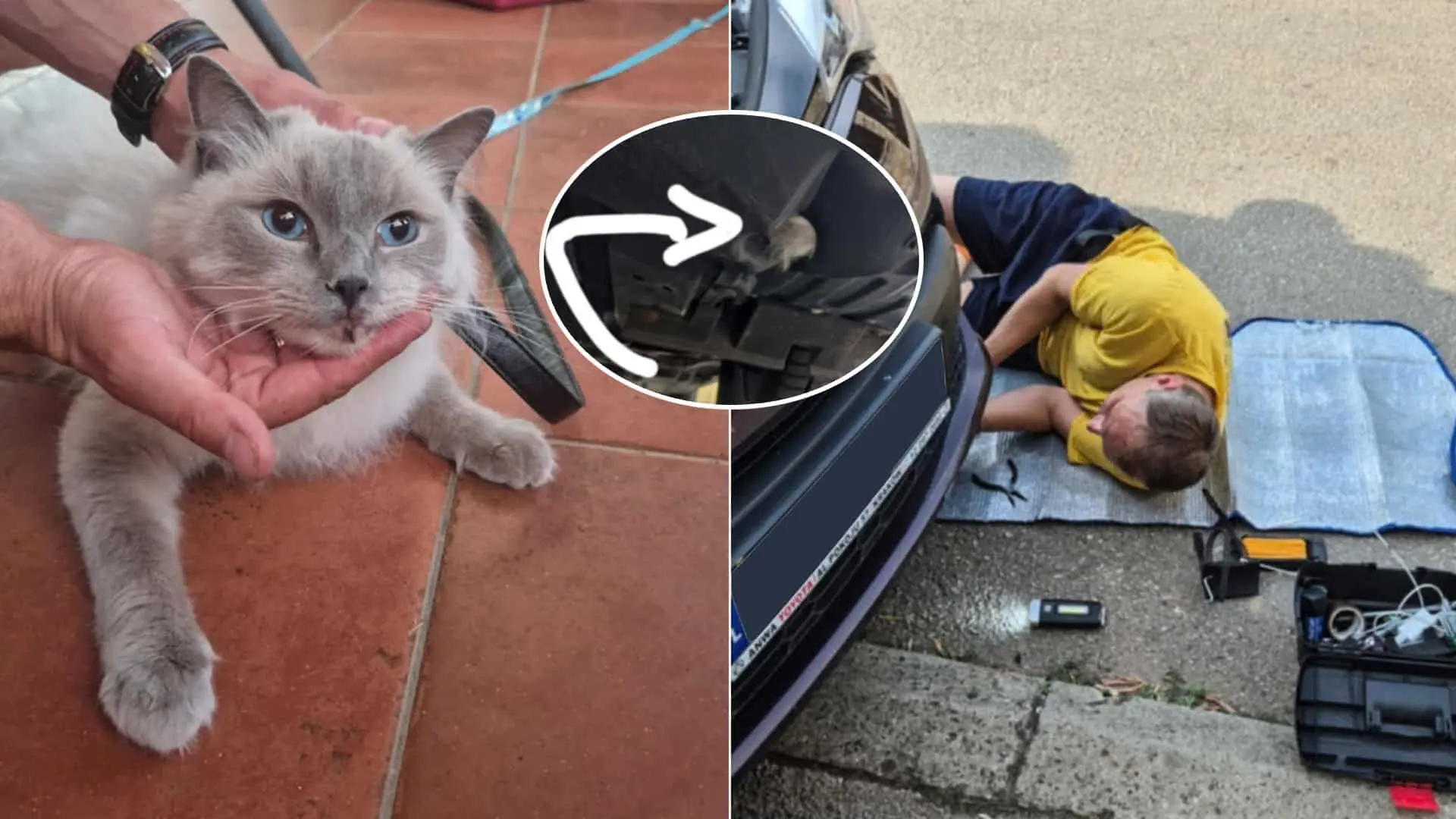 Blue mačka Chorvátsko cestovanie