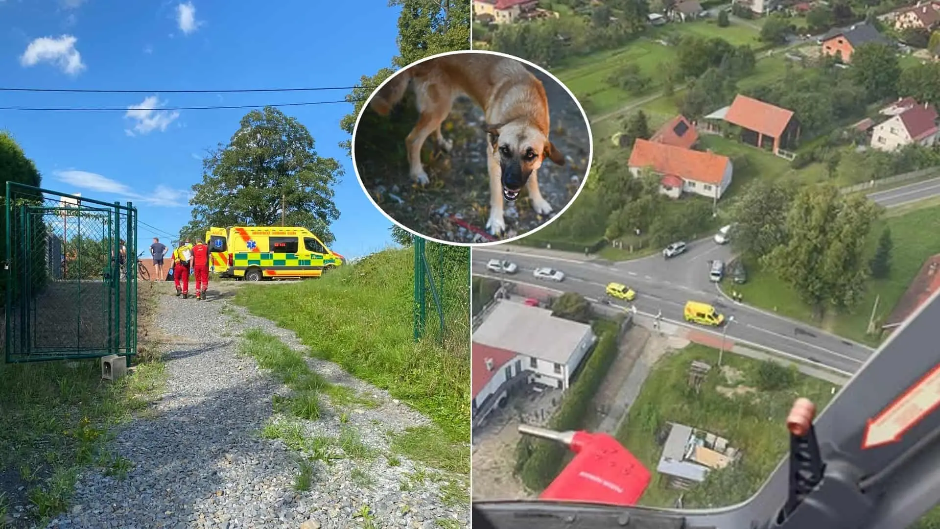 pes napadnutie kríženec nemeckého ovčiaka