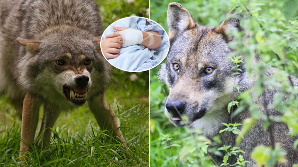 vlk chlapec napadnutie