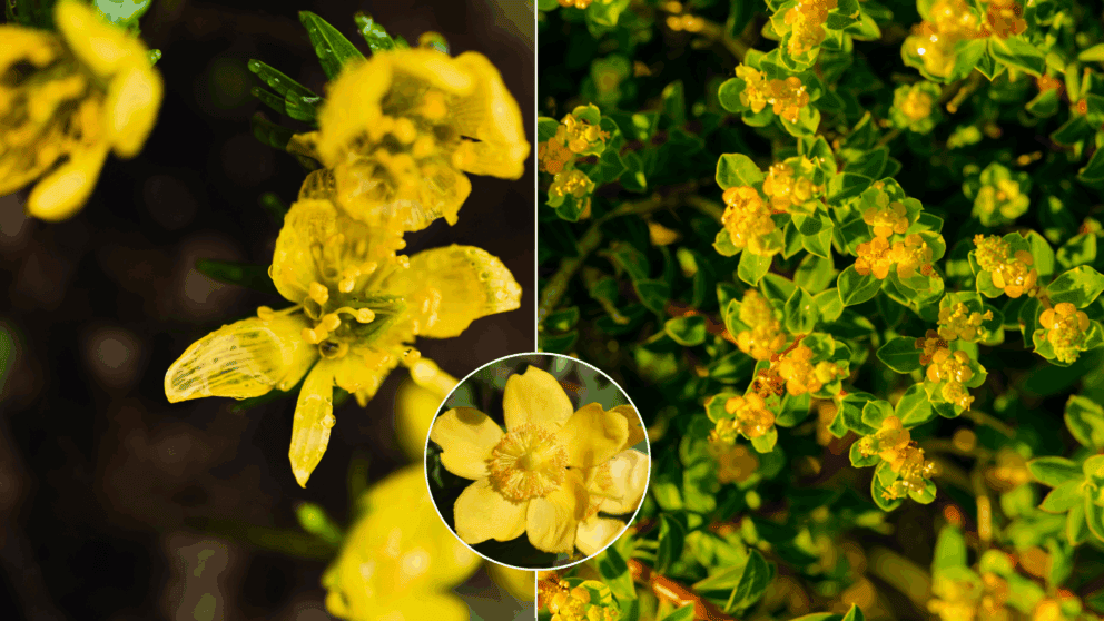 Ľubovník kalíškovitý