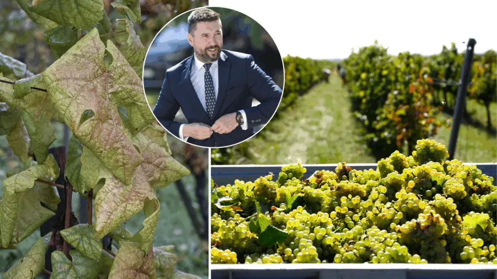 vinič, žltačka, choroba