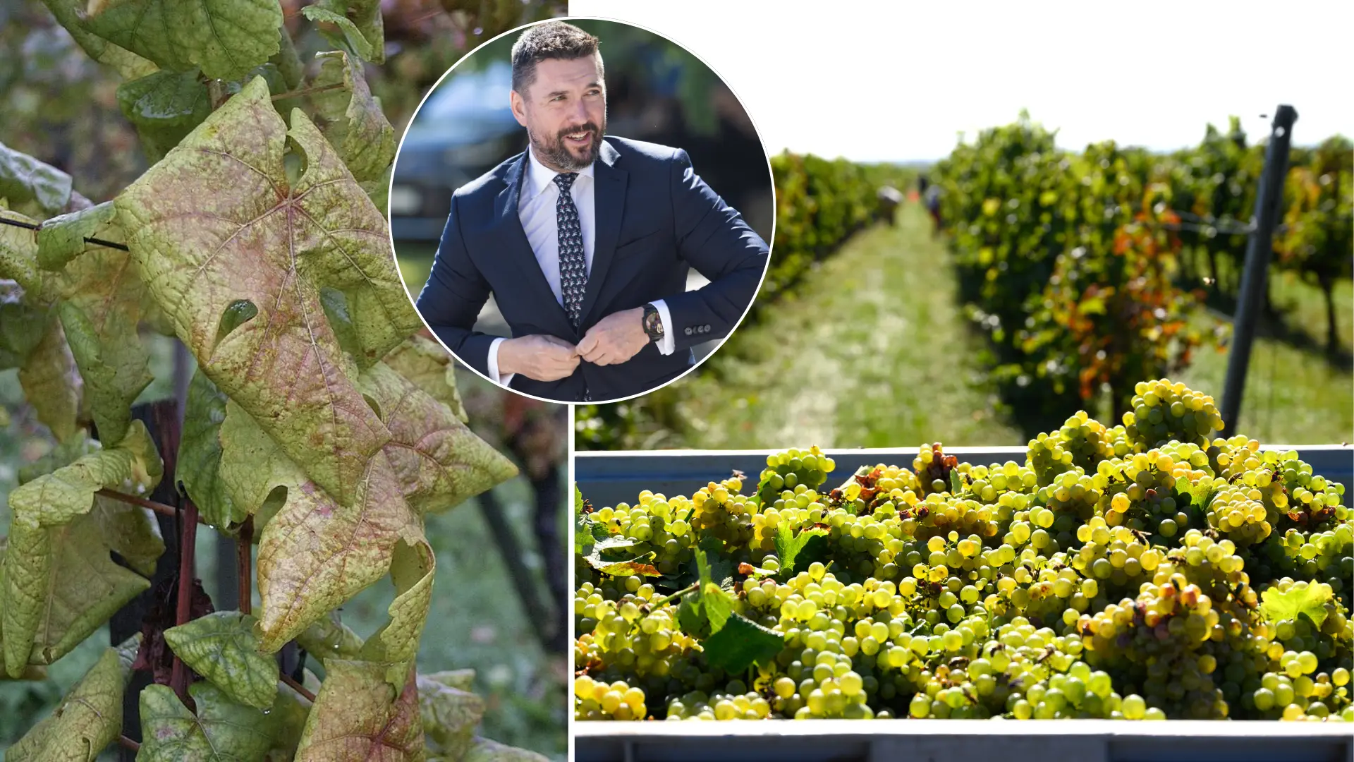 vinič, žltačka, choroba