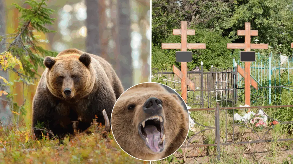 medveď, cintorín, Rusko