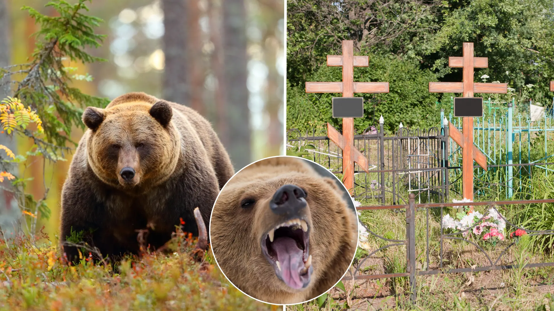 medveď, cintorín, Rusko