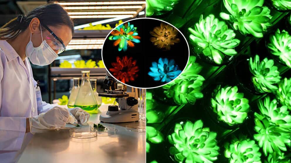 vedci svietiace rastliny