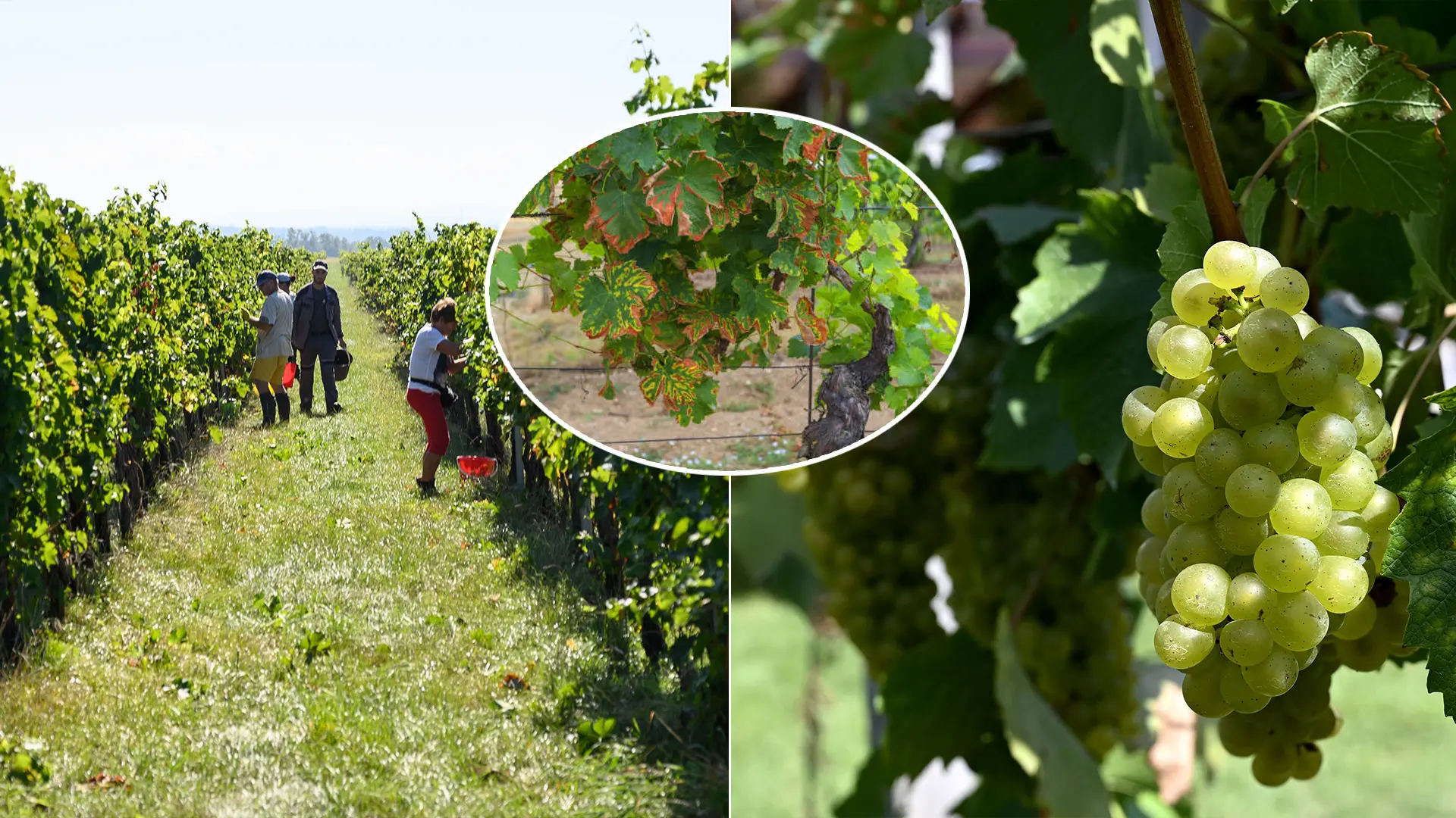 vinič hrozno vinohrad