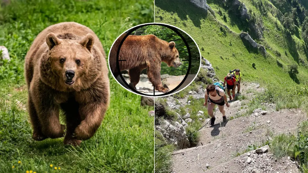 medveď Veľká Fatra streľba