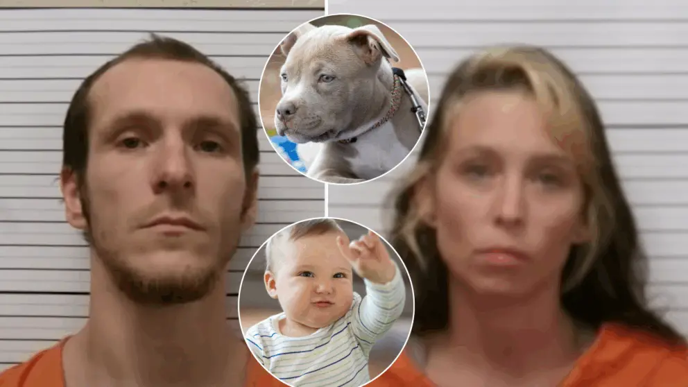 pitbull, útok, chlapec