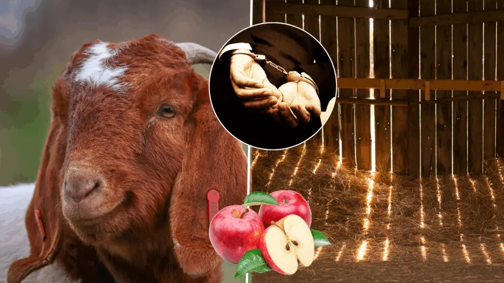 sexuálne zneužívanie, koza, Česko