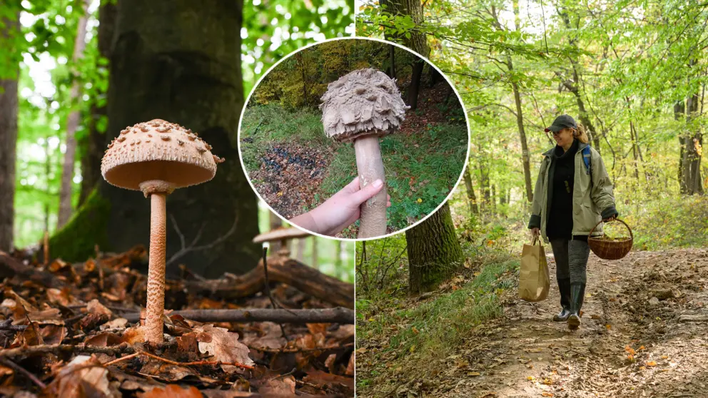 Bedľa vysoká obrovská 50 cm